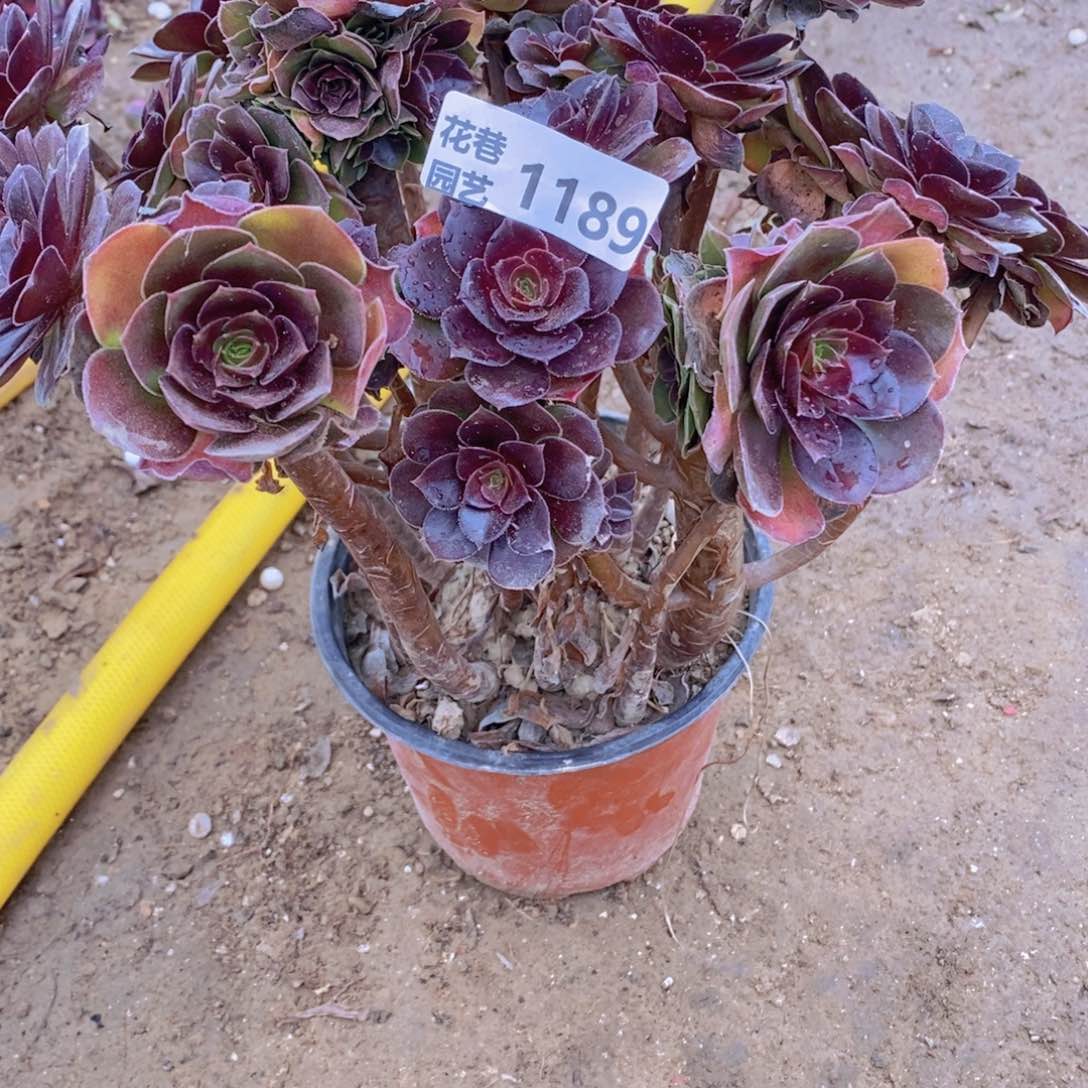 1189 号一物一拍多肉植物