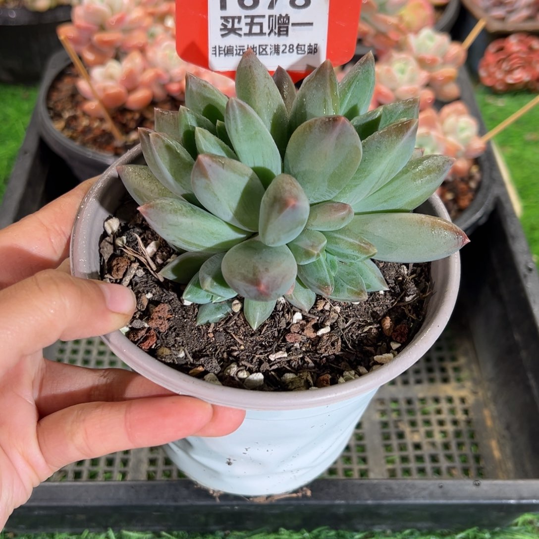 表妹精品多肉1678.