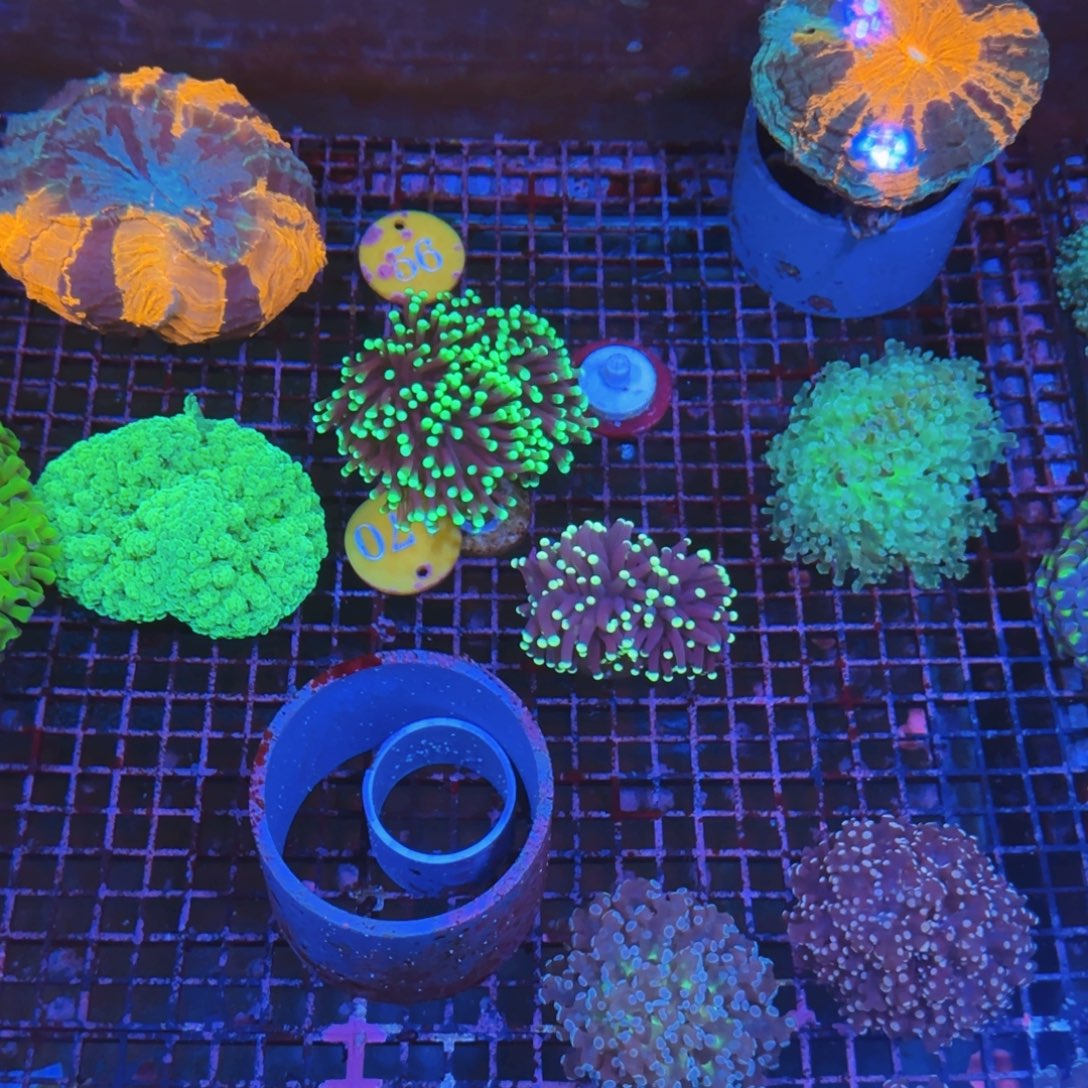 水草植物，一物一拍