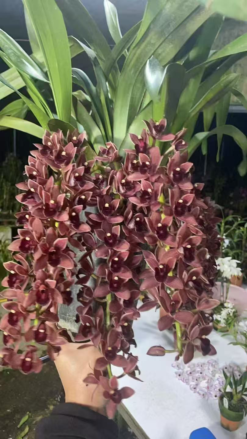 大黑虎素、美人葡萄、5到6枝花键、7到8只老芦头、特级品、可室内室外