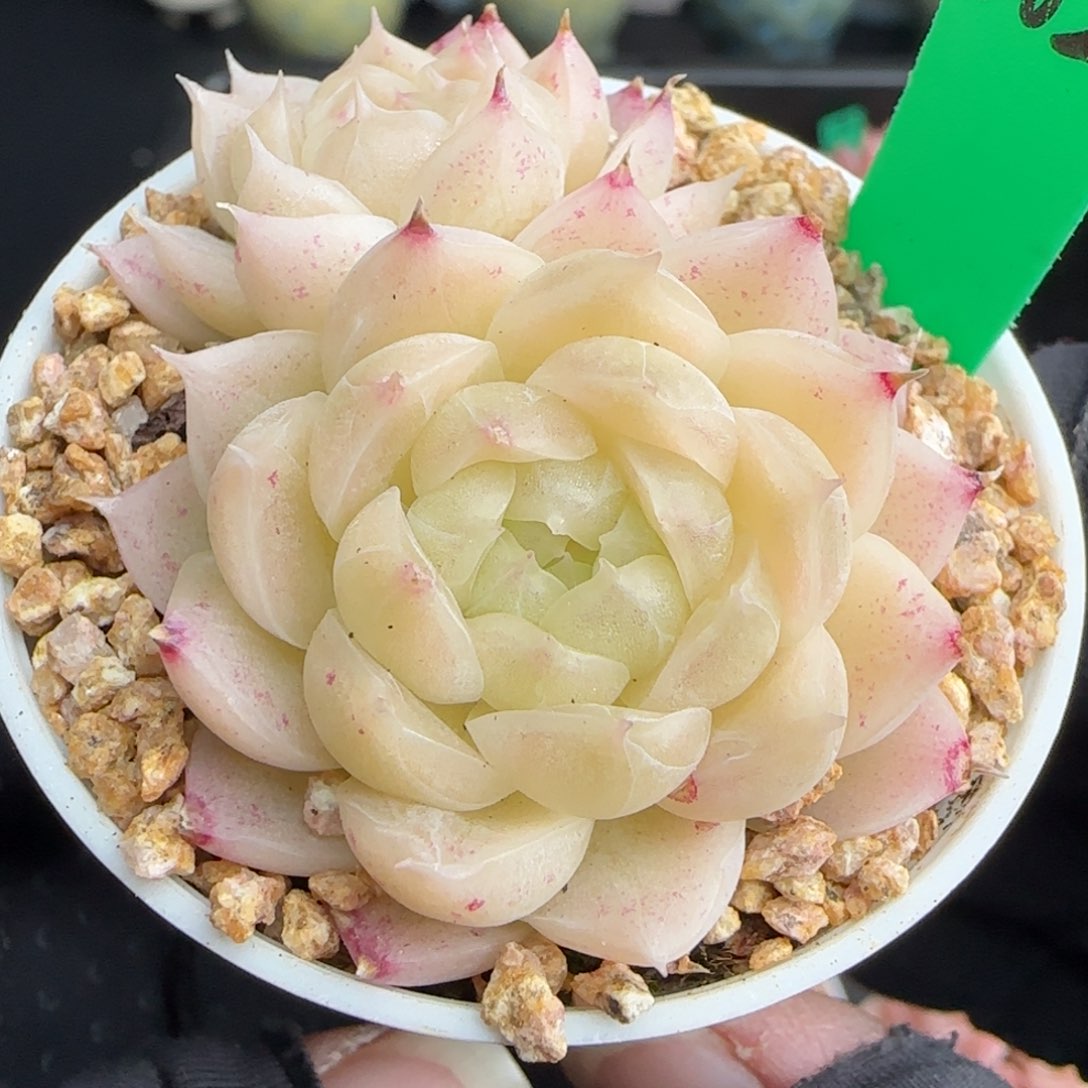 多肉102    麦秆不包整  5厘米盆   h