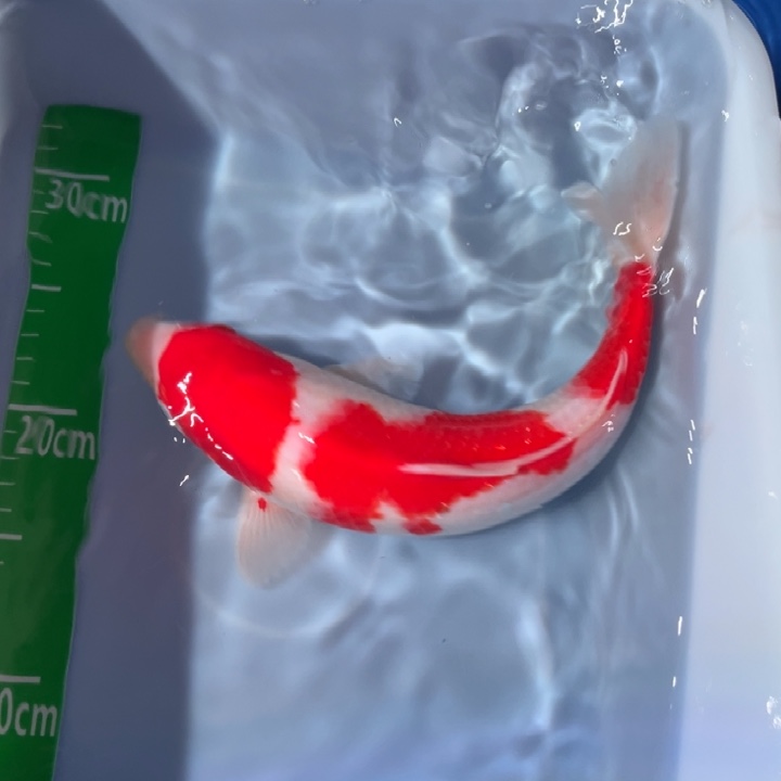 锦鲤锦鲤红白三色