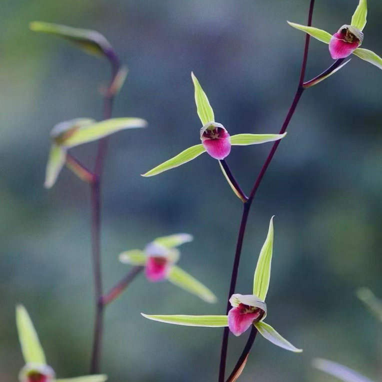 直播间专属一物多拍