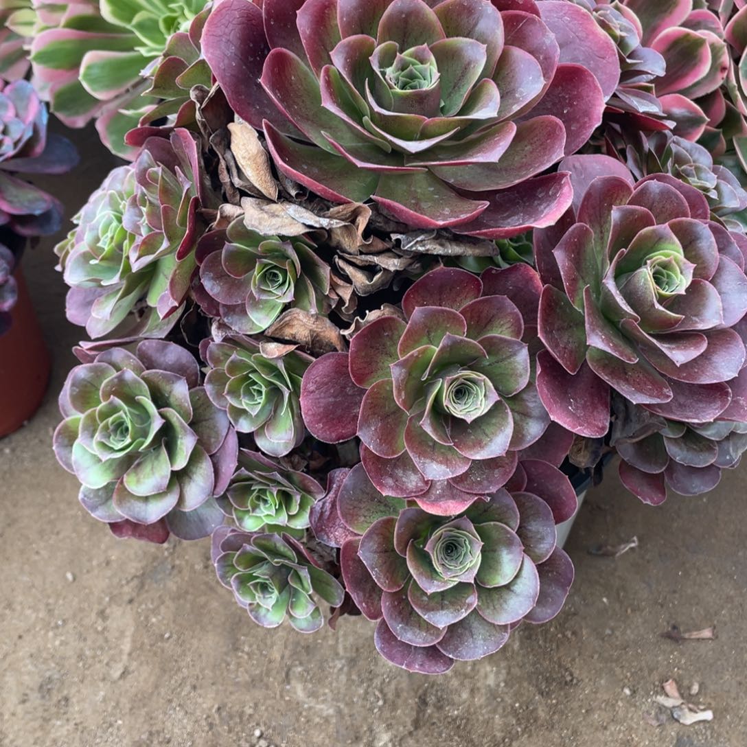 438魅金玫瑰多肉法师断枝不包