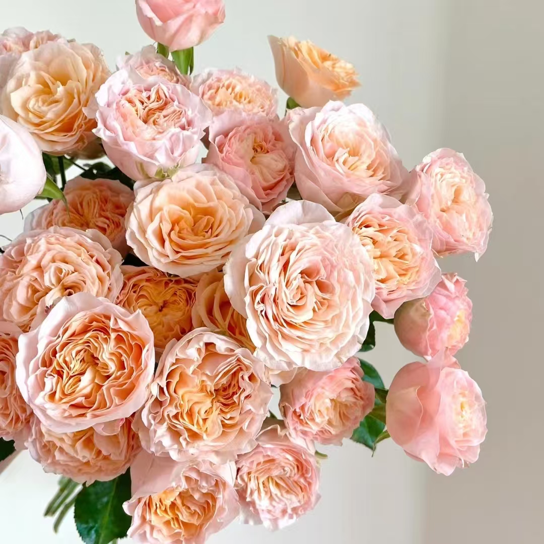 氧花季  米奇多头玫瑰9支+1支防损 一单包邮 两单升级快递