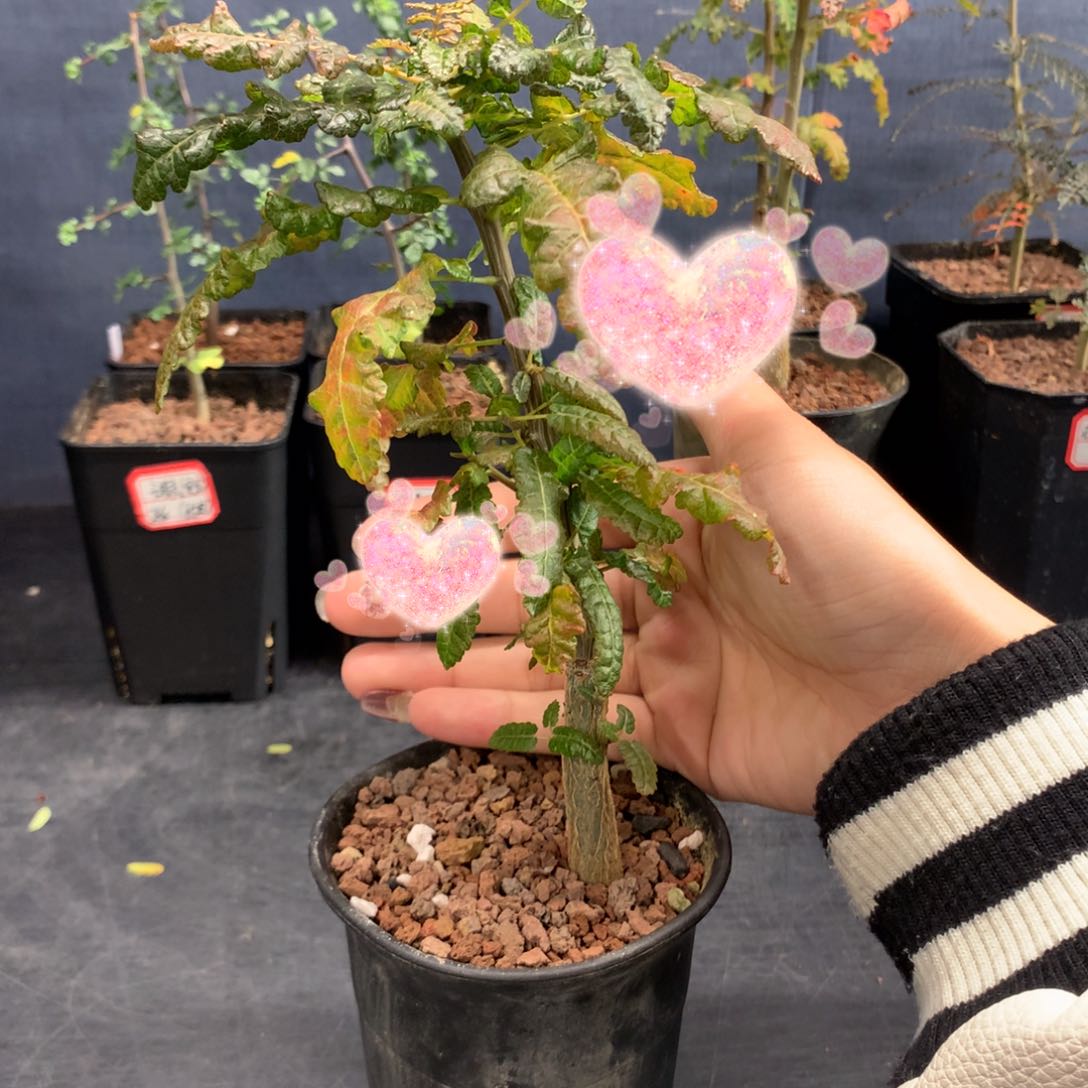 索娜乳香实生带盆