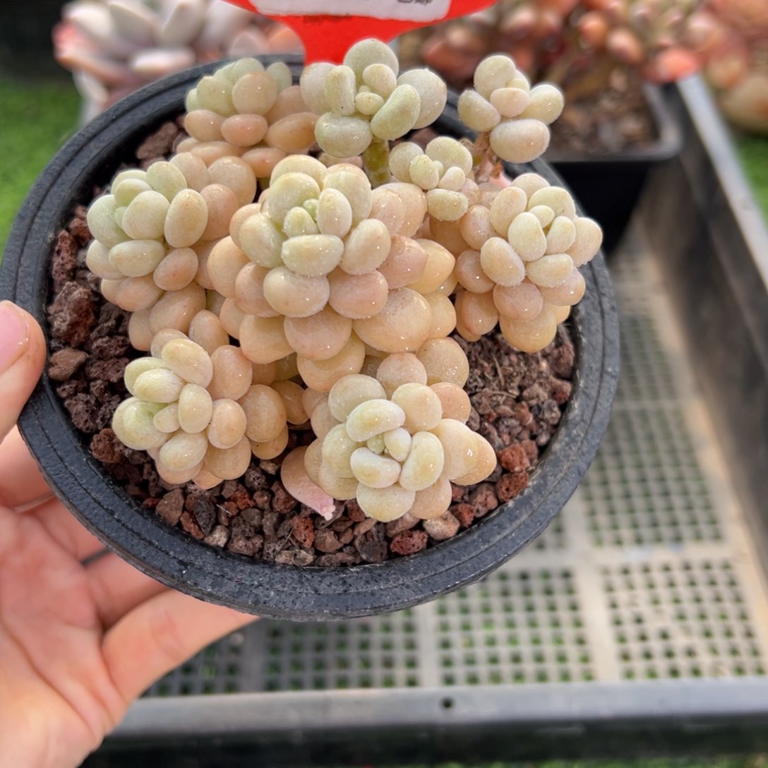 表妹精品多肉1452.