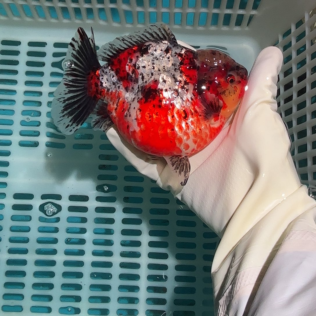 金鱼金鱼481855888