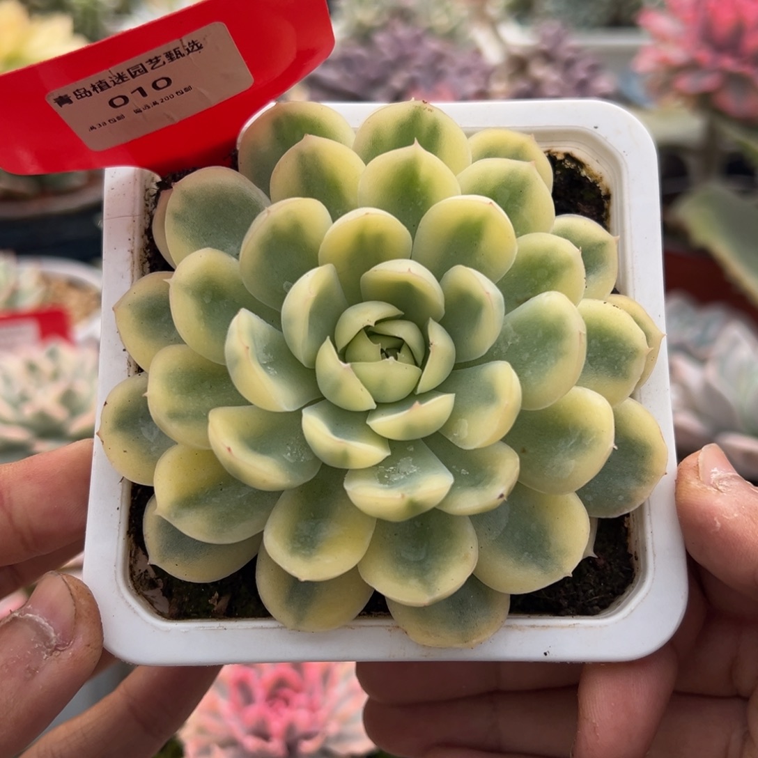 010号草莓冰锦多肉