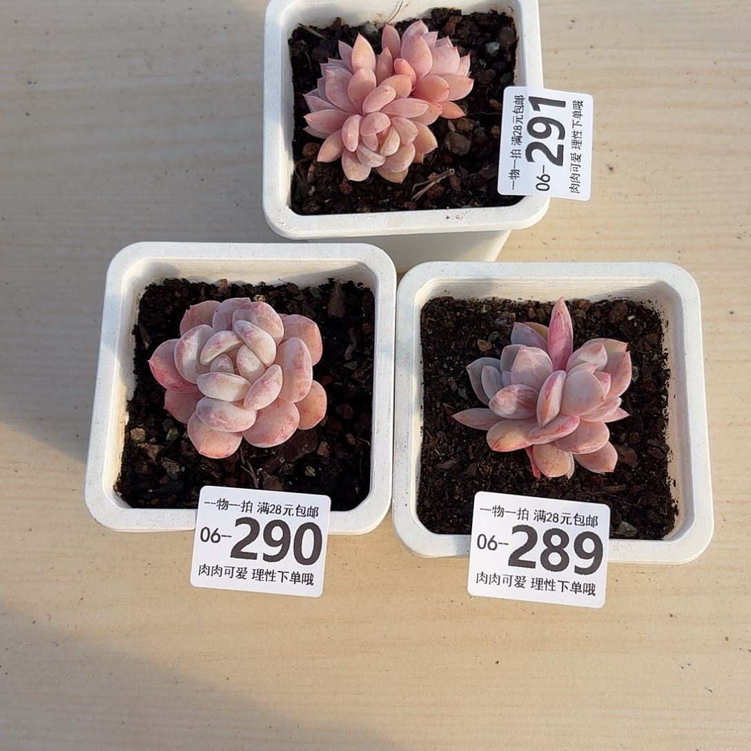 芳****石化橙梦露无盆土发货无