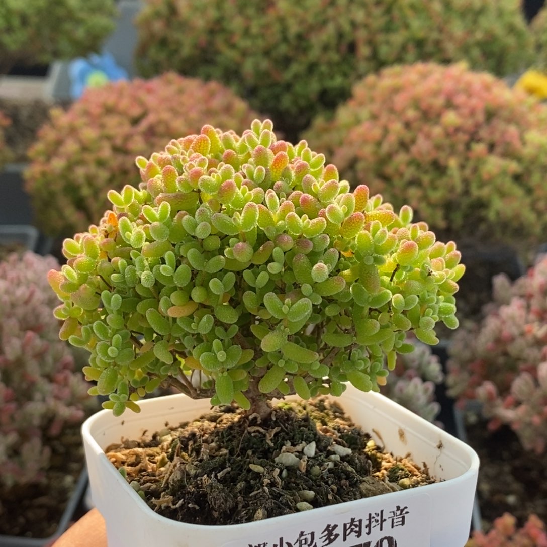 蜜橘糖球3379枝干番杏