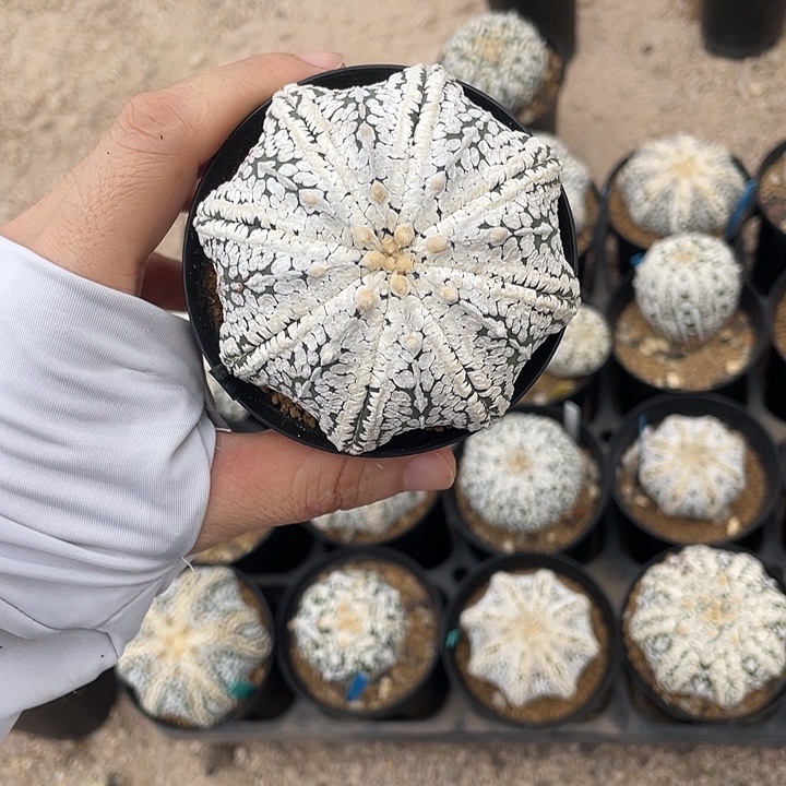 浓白海星微瑕疵特价