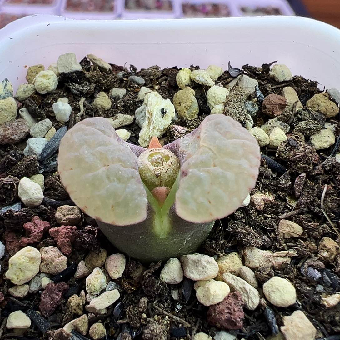 46号磁铁福利特…….