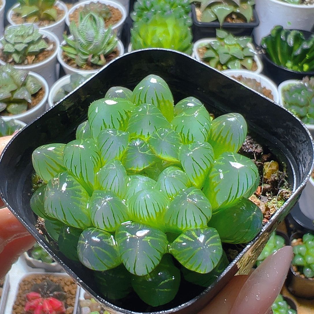 糯肌母本多肉植物一颗