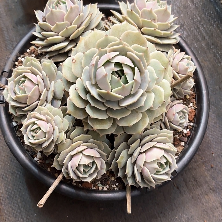 多肉植物，露娜莲