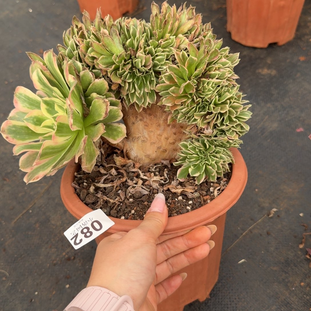 82白凤缀化多肉植物满28包邮