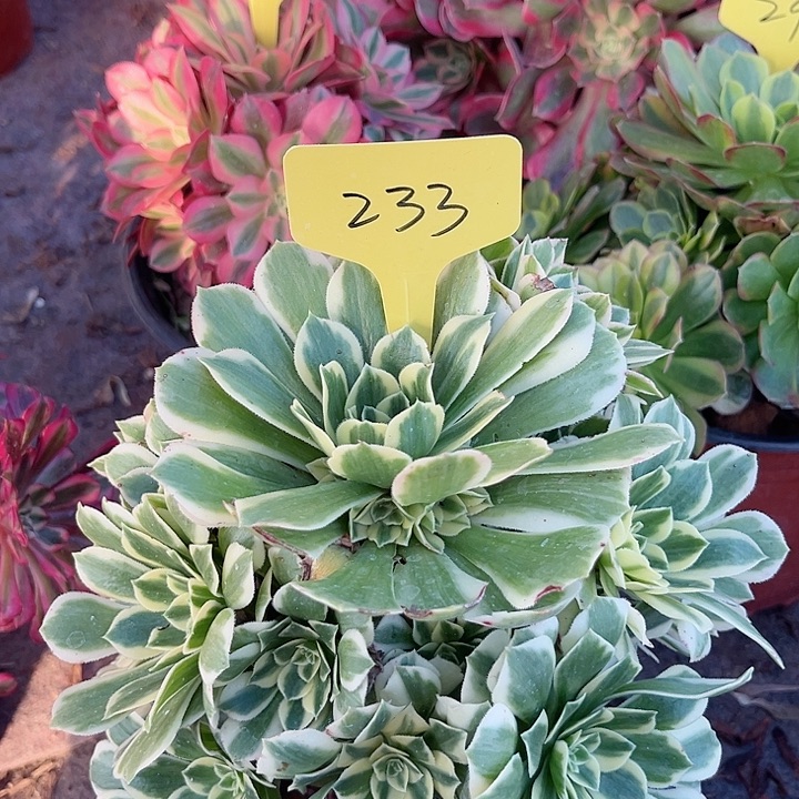 233一颗迈巴赫法师