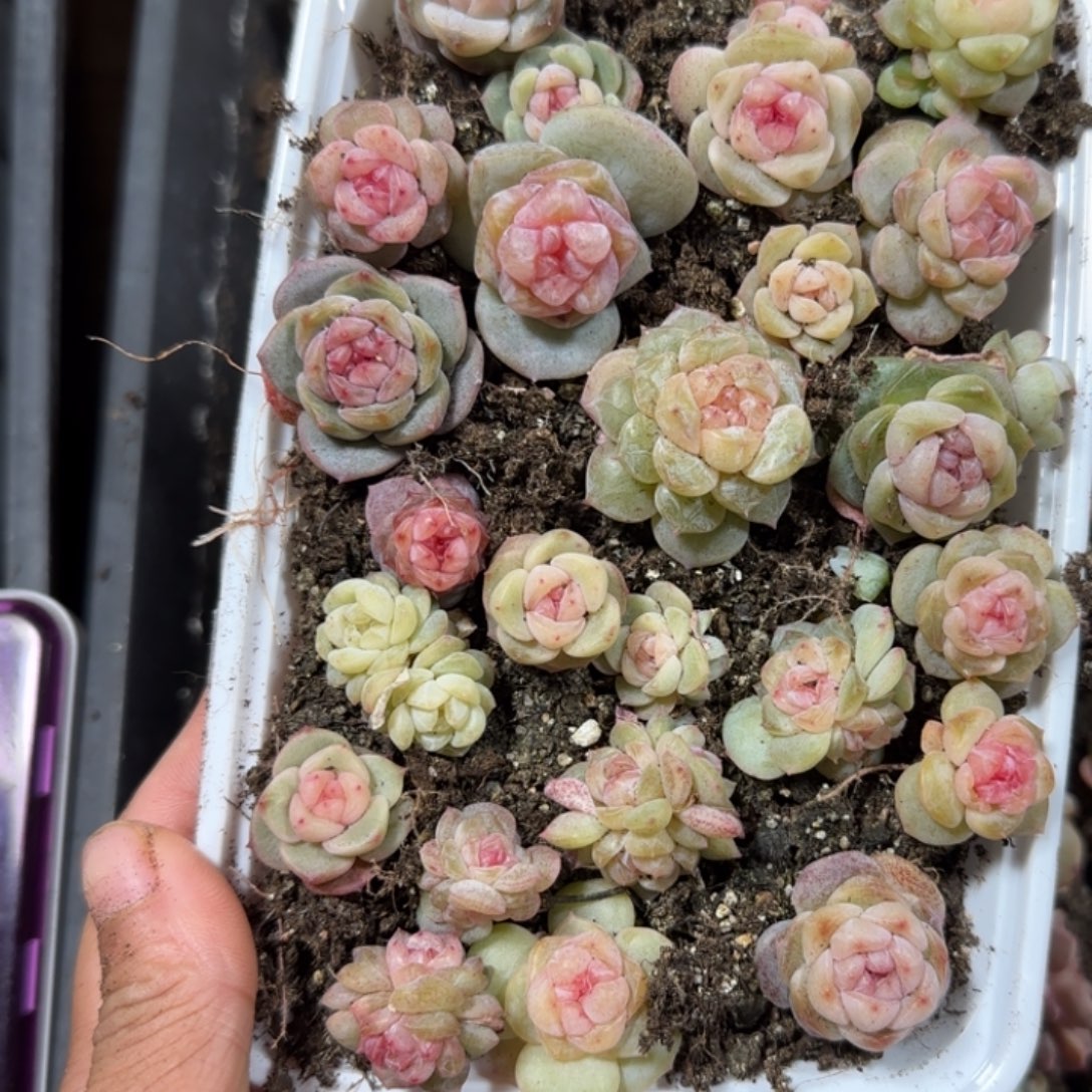 朦***胧439 号王者系列多肉一盒