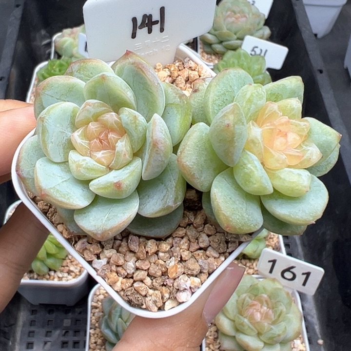 141号风花雪月系列
