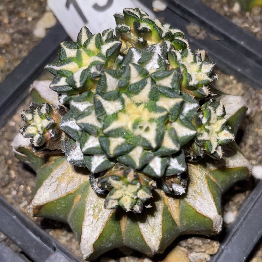 全部花朵黑牡丹群体131