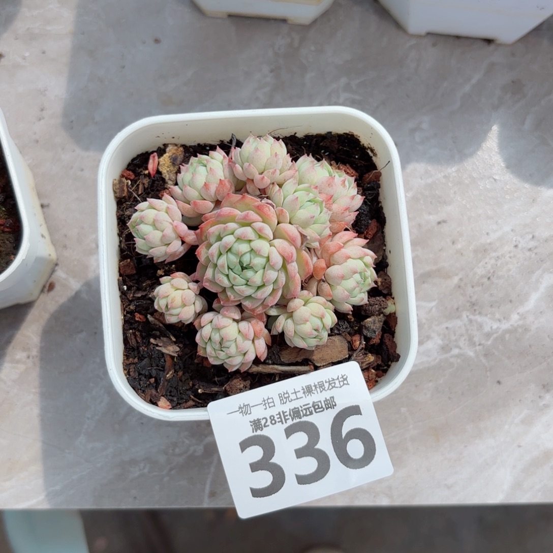 小粉梅无盆土发货