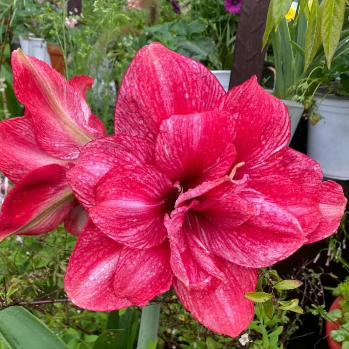 丘南朱顶红基地，紫蝶（4cm➕）地栽自然球