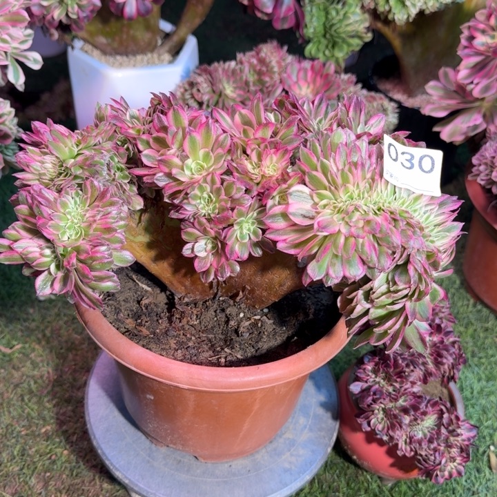 倾城法师了缀化有伤030