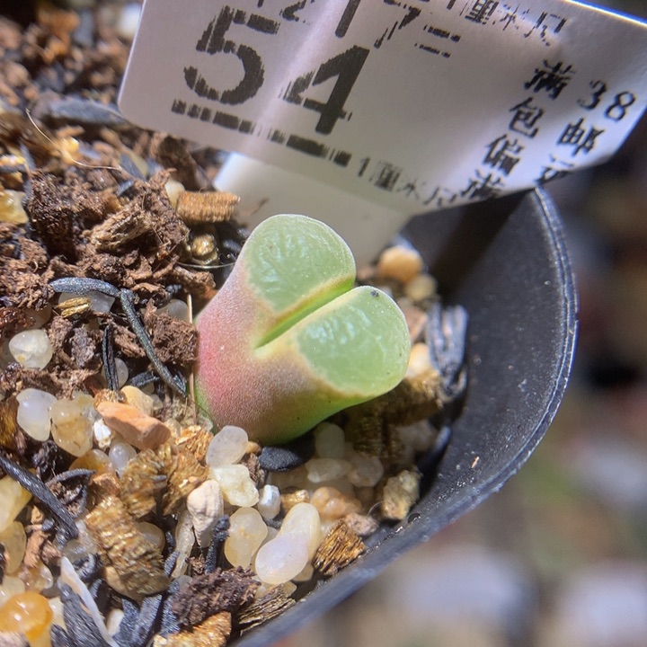 精品生石花217.54