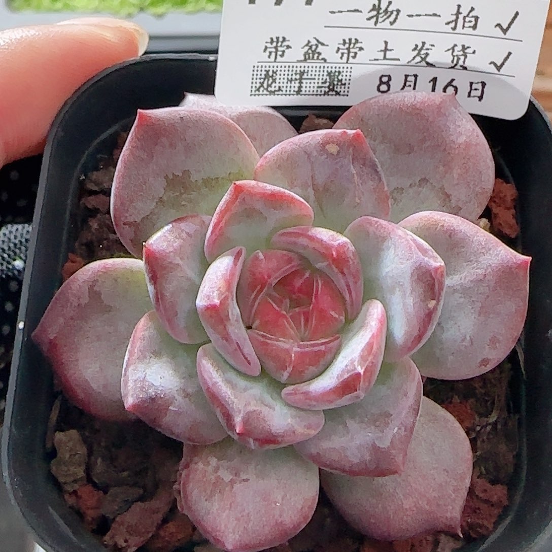 多肉0816-197琥珀天使珍妮