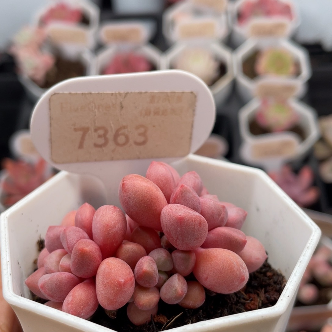 熊猫眼7363-5.5厘米