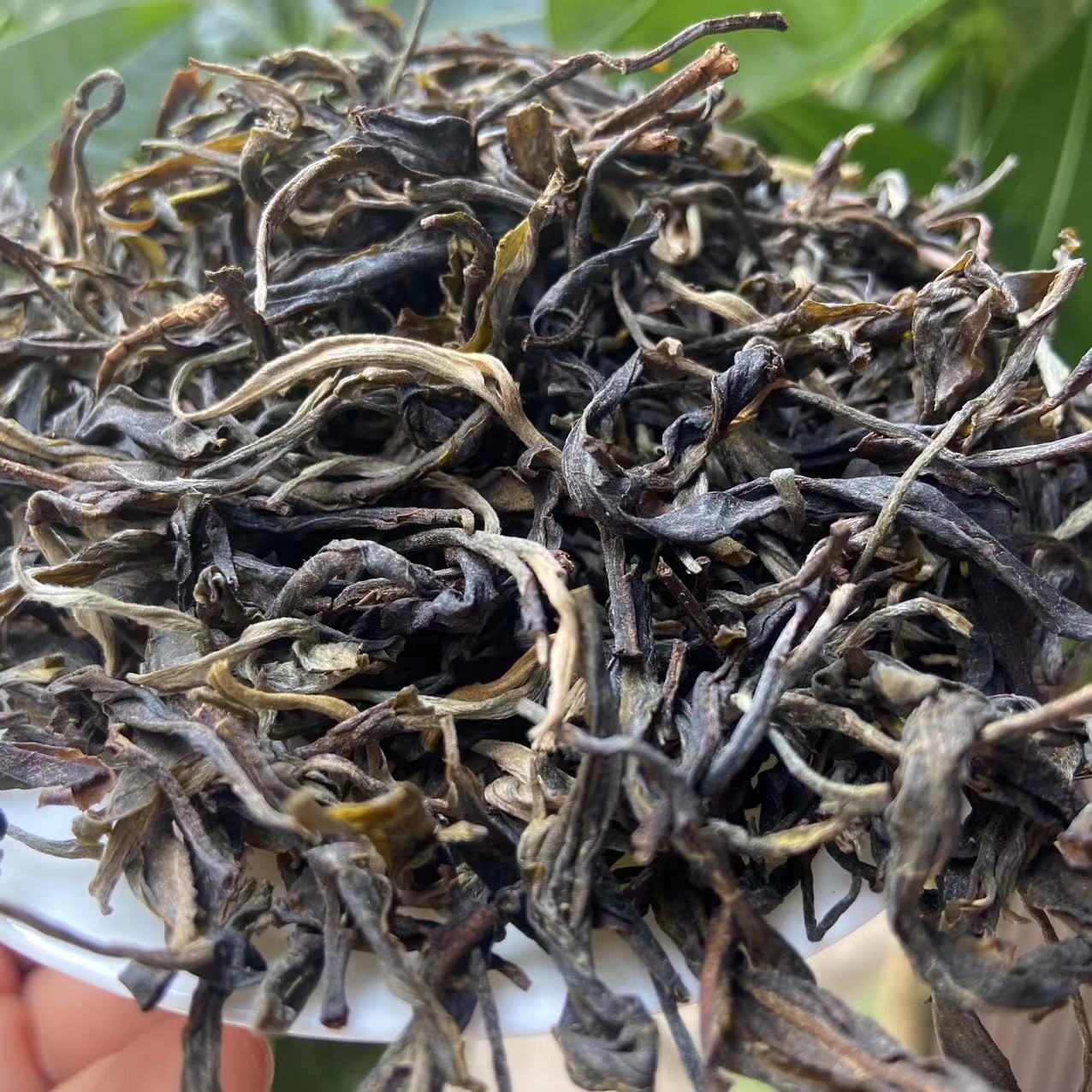 【5月13号罗开伟】2024年忙肺水井头古树生茶