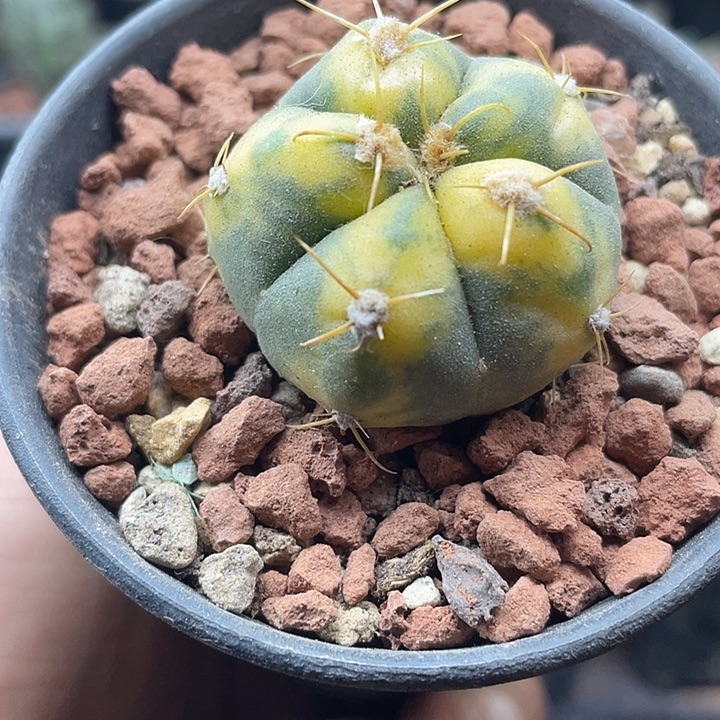 圣丸锦一颗包邮带盆发货