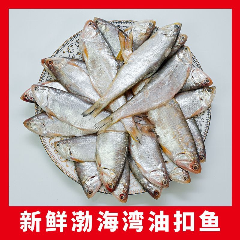 渤海湾新鲜马口鱼，油扣鱼5斤，顺丰快递冷冻发货