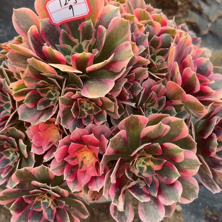 粉体女巫多肉法师不包损9