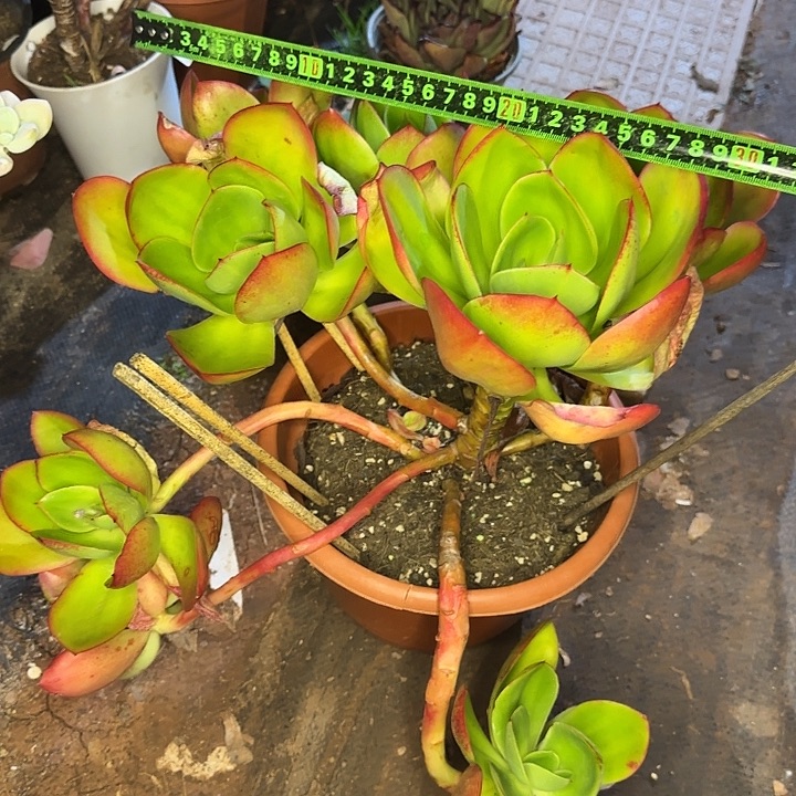红菱080 多肉植物一物一拍