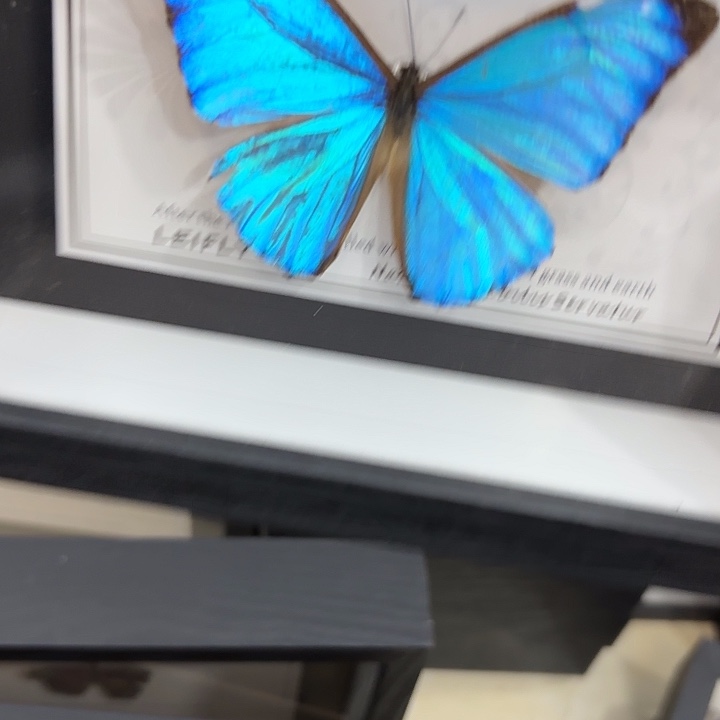 V***a蝴蝶标本定制227@