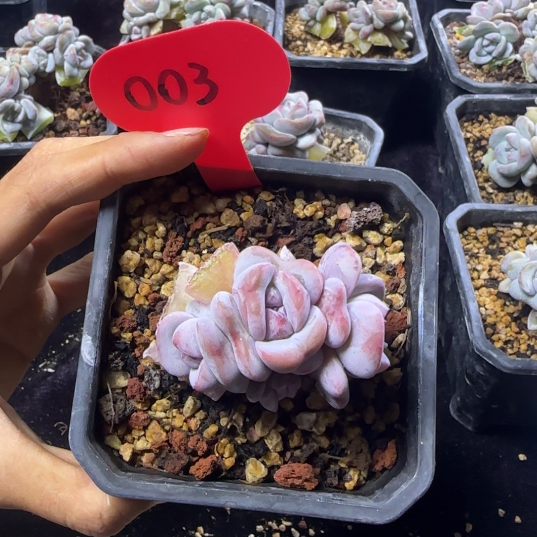 逾*星影一物一拍4头003