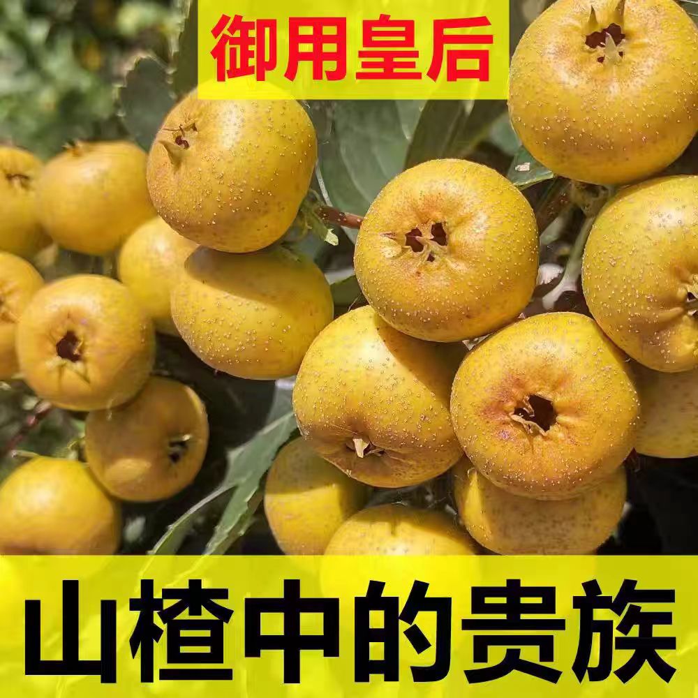 山楂树盆栽地栽南北方均可种植泡酒金皮树鲜果