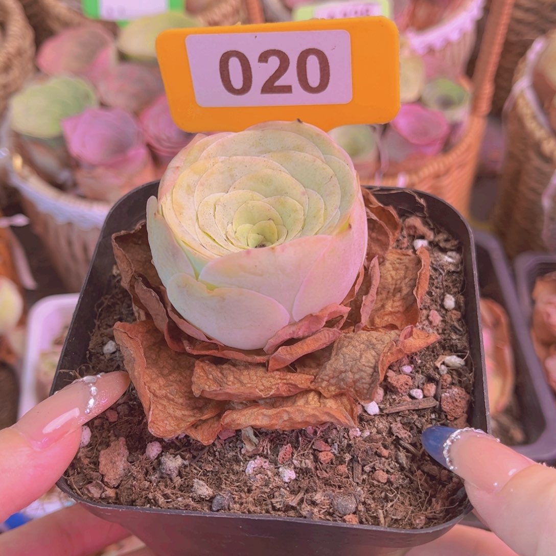 单品一物一拍020号