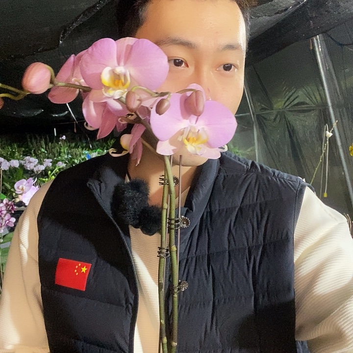 无花朵帕多瓦蝴蝶兰