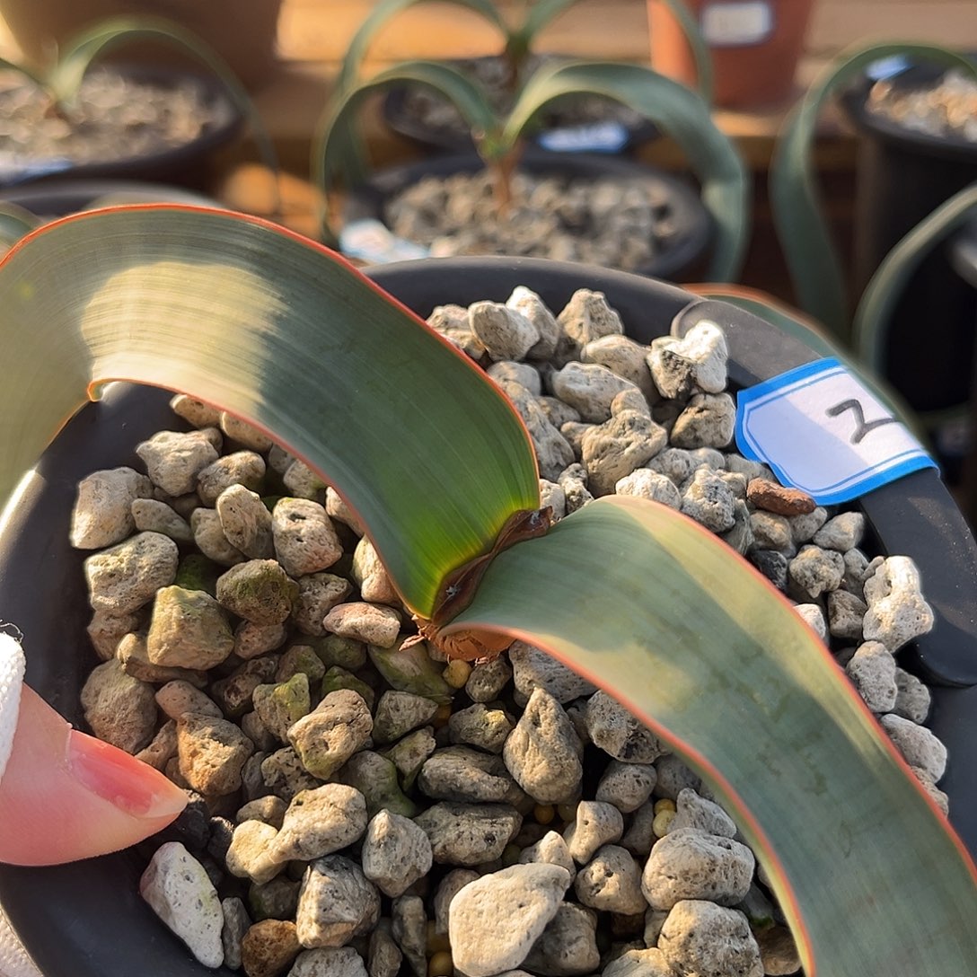 汤圆植物红边百岁兰2