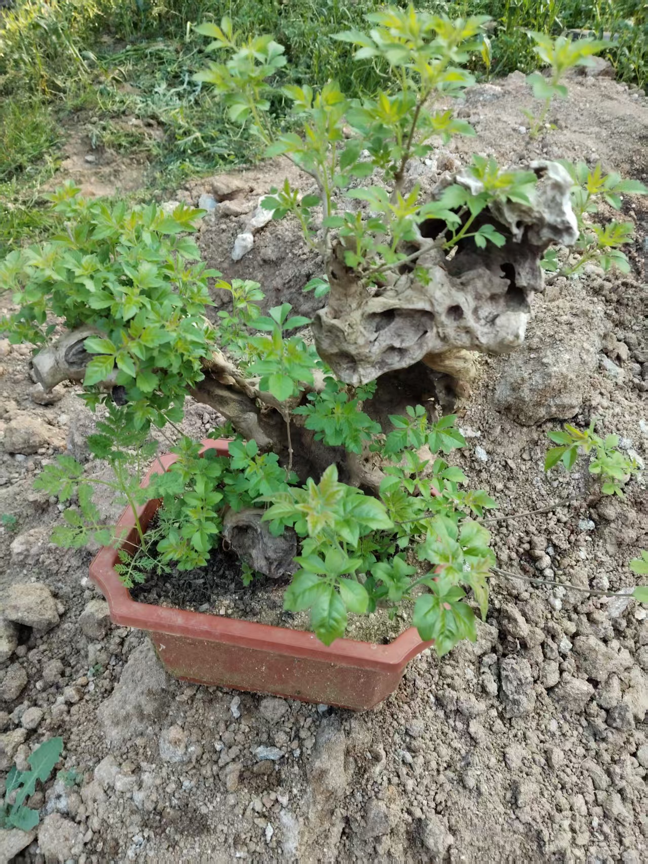 黄荆桩.黄芦盆景好养好活