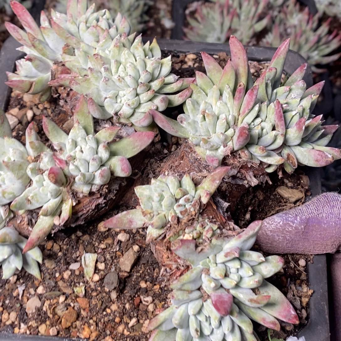 2101苹果叶杂拇指哈哈哈哈哈哈哈哈哈哈哈