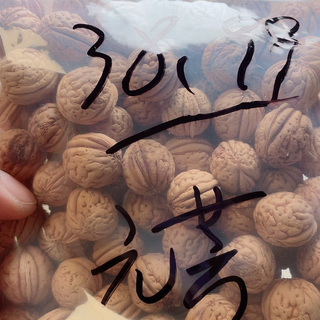 元***7桃核手串桃核散籽