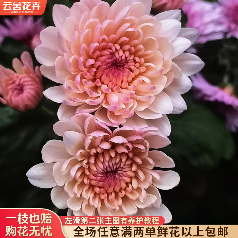 【云舍花卉】【粉色宝莲灯】小菊 全场任意满两单及以上鲜花包邮发货