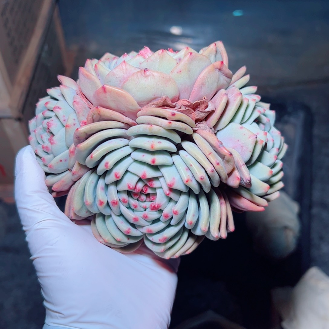 艾丽儿叠叶多肉植物