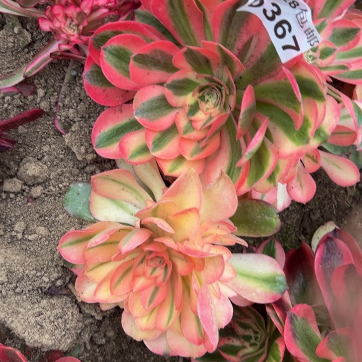 6367南两颗多肉植物