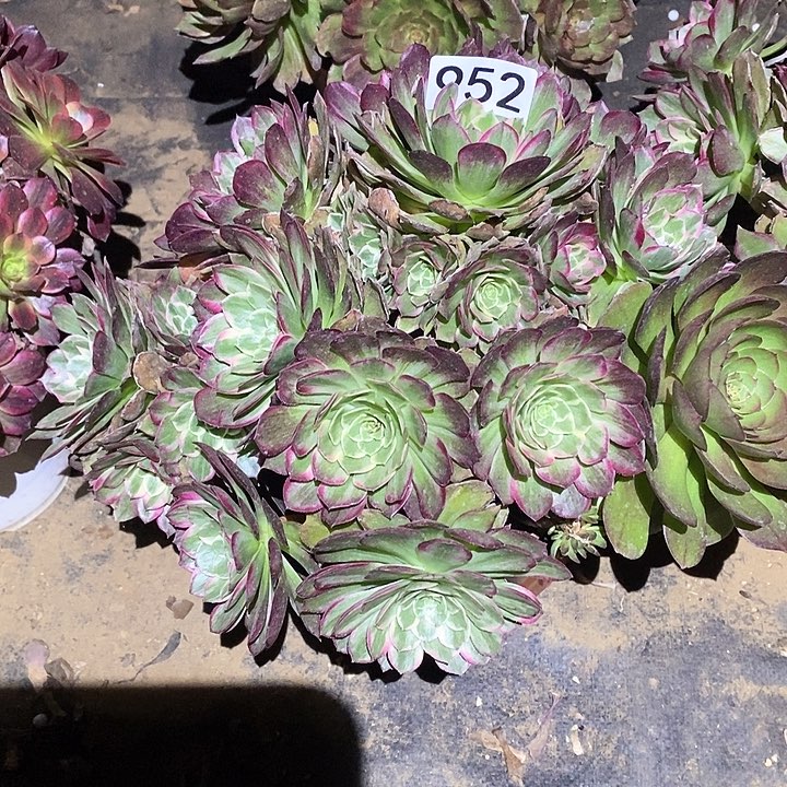 多肉植物法师952莲花