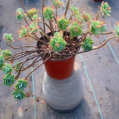 572薄化妆多肉植物