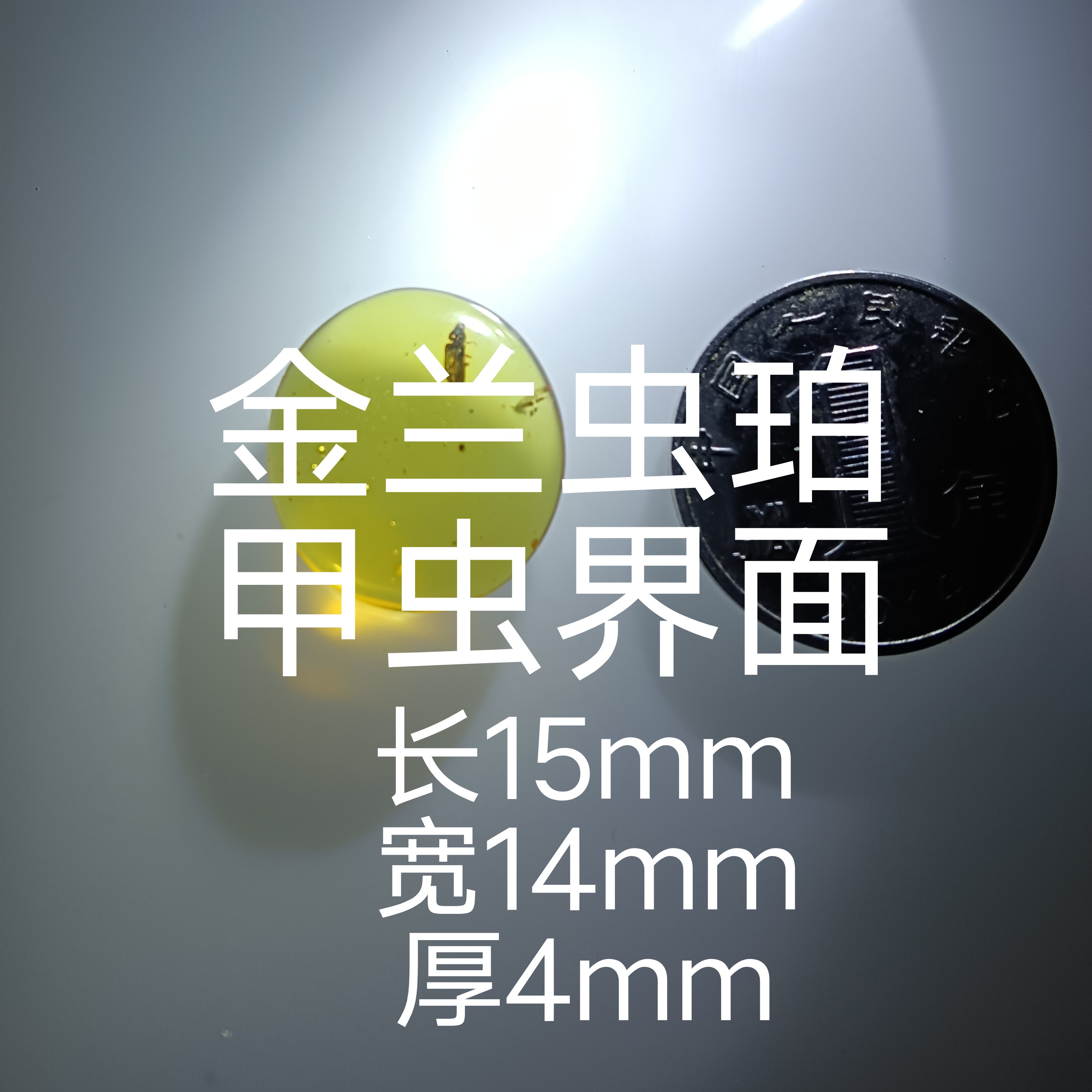 缅甸琥珀金兰虫珀甲虫有冰有虫不打孔直发收藏研究文玩潮流不议价